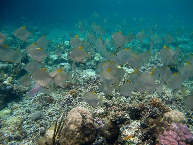 人间天堂一样的宿雾，邀您去揭开神秘面纱！