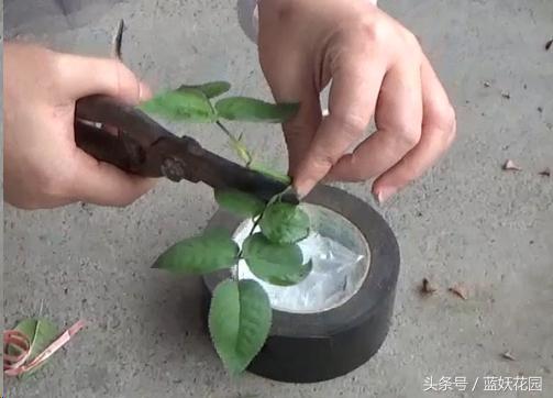 月季树嫁接教程,月季树的芽接方法