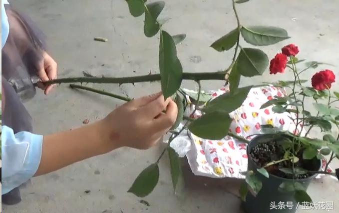 月季树嫁接教程,月季树的芽接方法