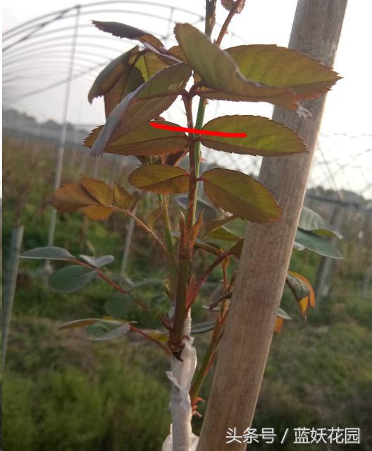 月季树嫁接教程,月季树的芽接方法
