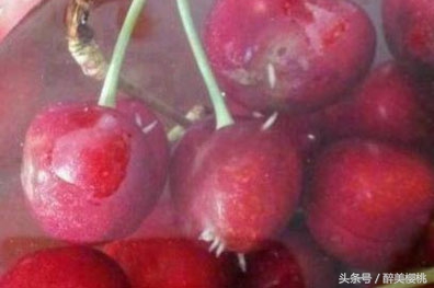 樱桃坏果上的蛆,打了农药的樱桃虫