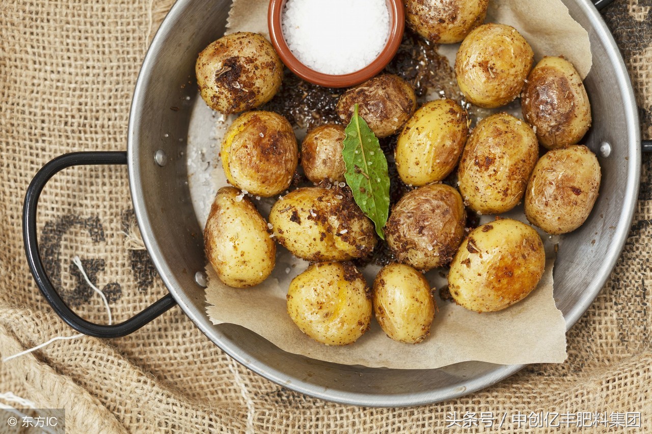 马铃薯叶子发黄怎么办,马铃薯幼苗叶片黑了