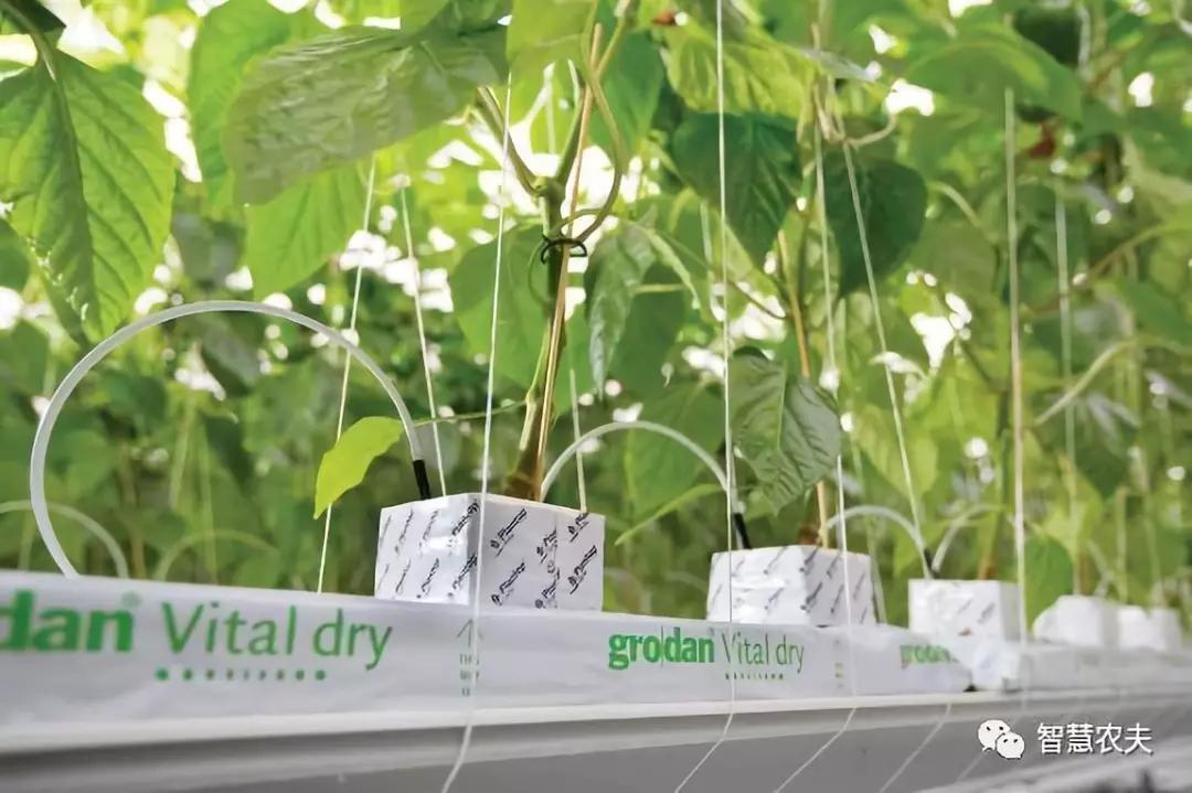 荷兰无土栽培番茄是什么材料,荷兰番茄栽培亩产达十万