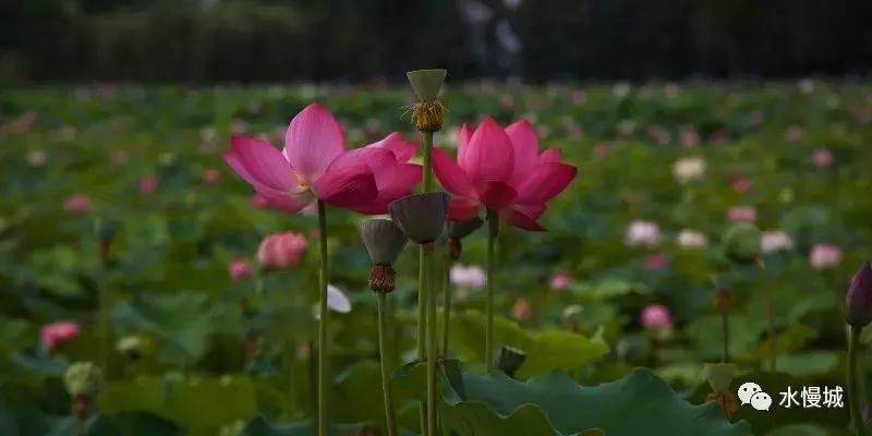 荷你有约金湖音乐节,荷你有约开学典礼