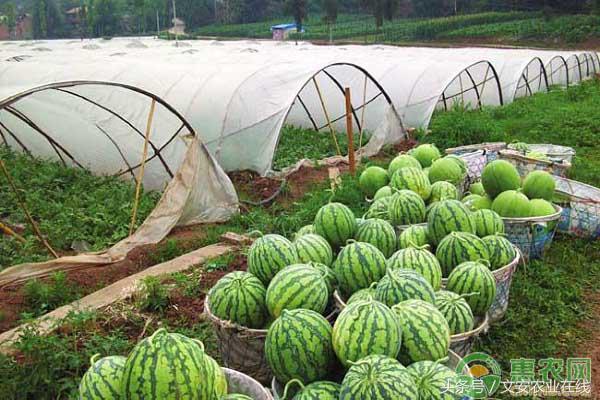 海南陵水西瓜价格最新行情,云南西瓜价格最新行情