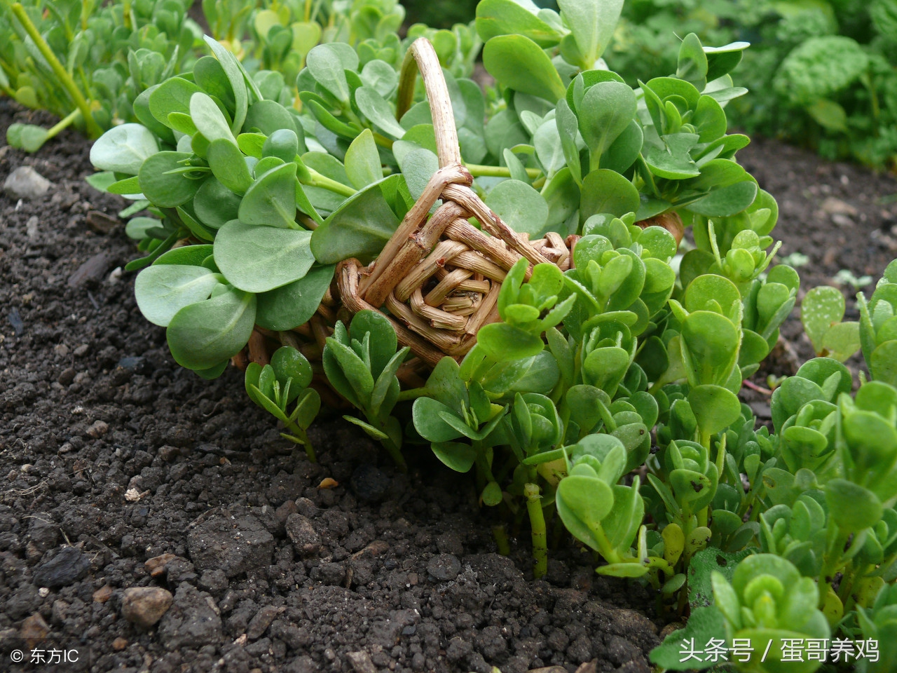 肠道调理视频,肠道调养