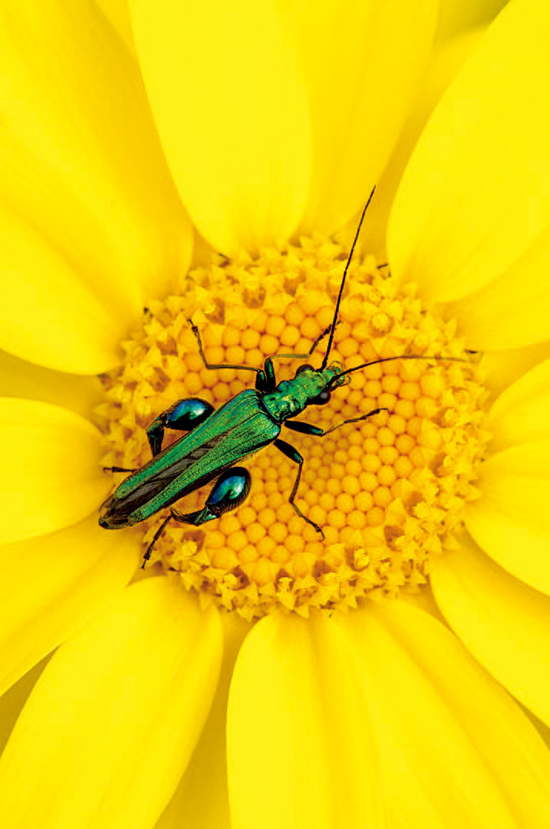 RossHoddinott：我不怕落俗套