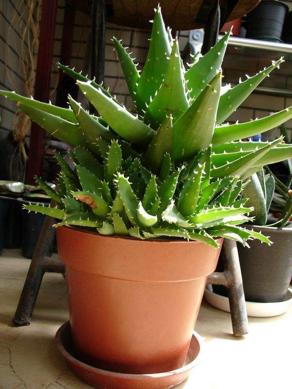 芦荟怎样养出小芽,芦荟怎么养护侧芽多