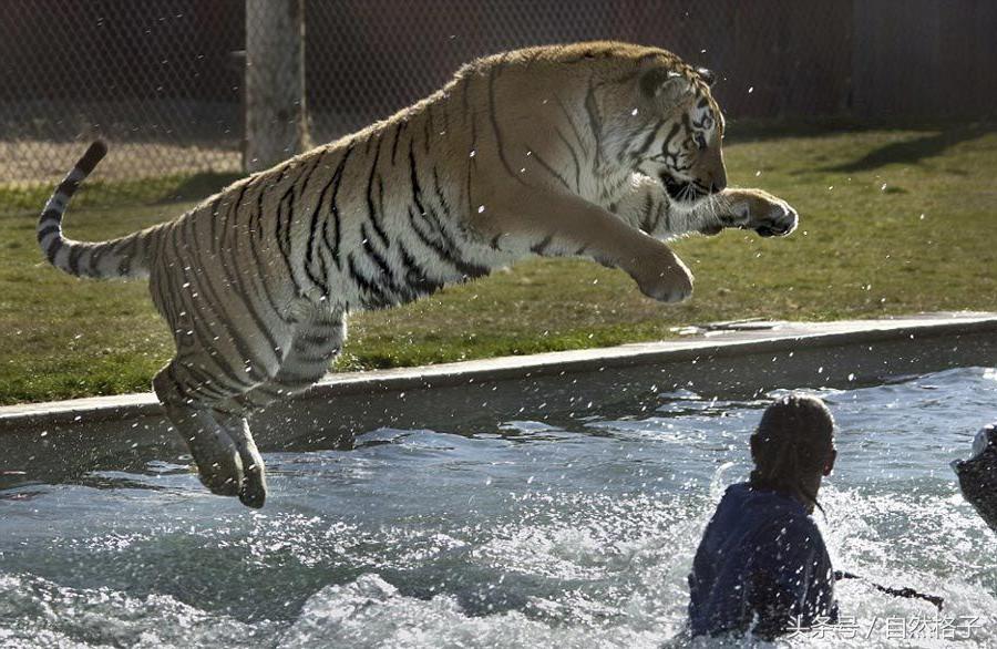 如果在野外遇到老虎你该如何自救,在野外遇到老虎正确做法