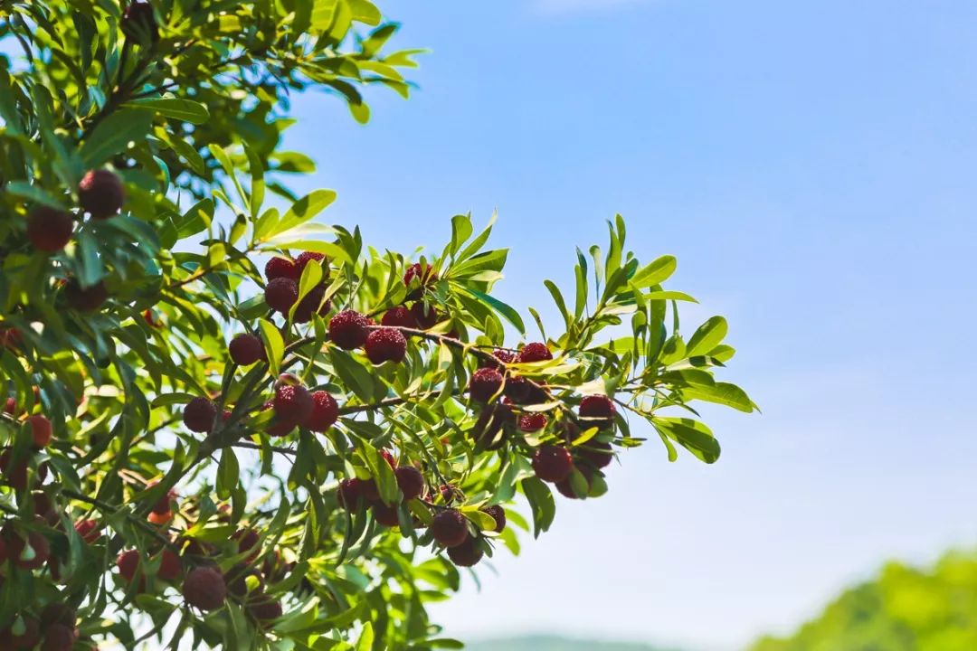 这座跟着周杰伦空降热搜的杨梅味小城,休渔期也能让你吃得满嘴鲜