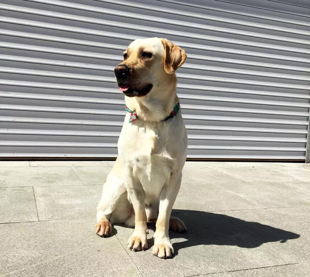 狗狗行为突然反常一直盯着门看,狗狗6种迷惑行为解读