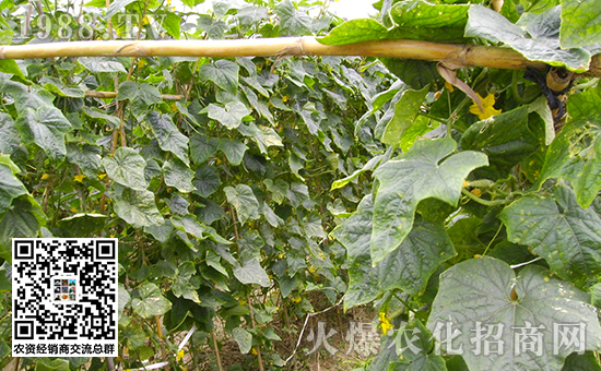 西红柿辣椒黄瓜种植打什么药防虫,辣椒西红柿枯萎病怎么治疗