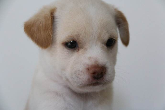 狗狗行为异常？让涵姐慢慢告诉你怎么破！