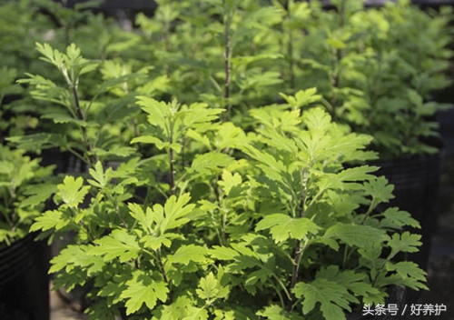 端午后的艾草有哪些功效和好处,端午将至艾草热销出新招