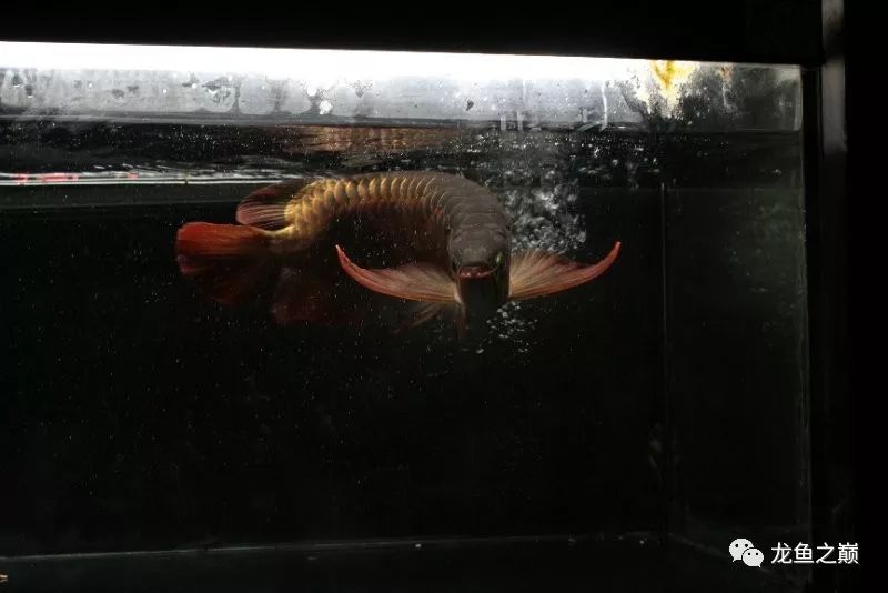 28-30公分龙鱼怎么喂养,龙鱼喂食能混合么