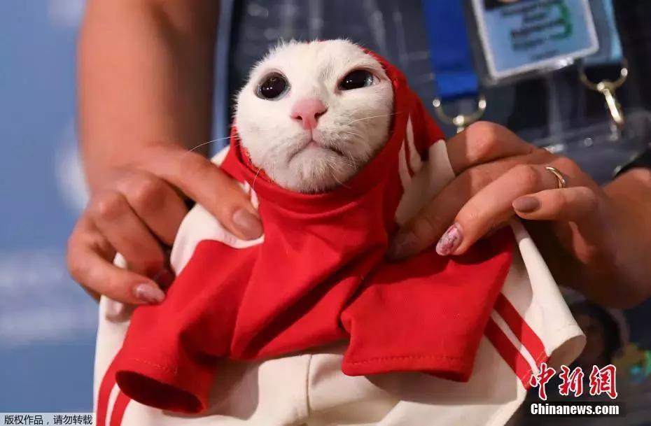 速看请收好这份世界杯观赛指南,世界杯今晚赛事安排