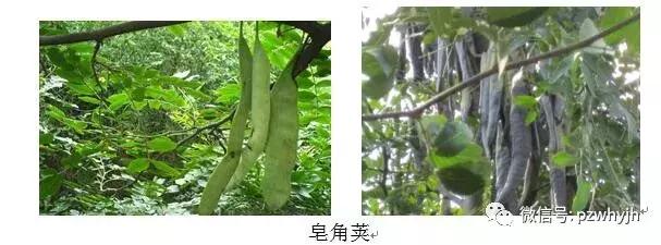 故园往事（18）：生物洗涤剂——皂角水（许广洲）