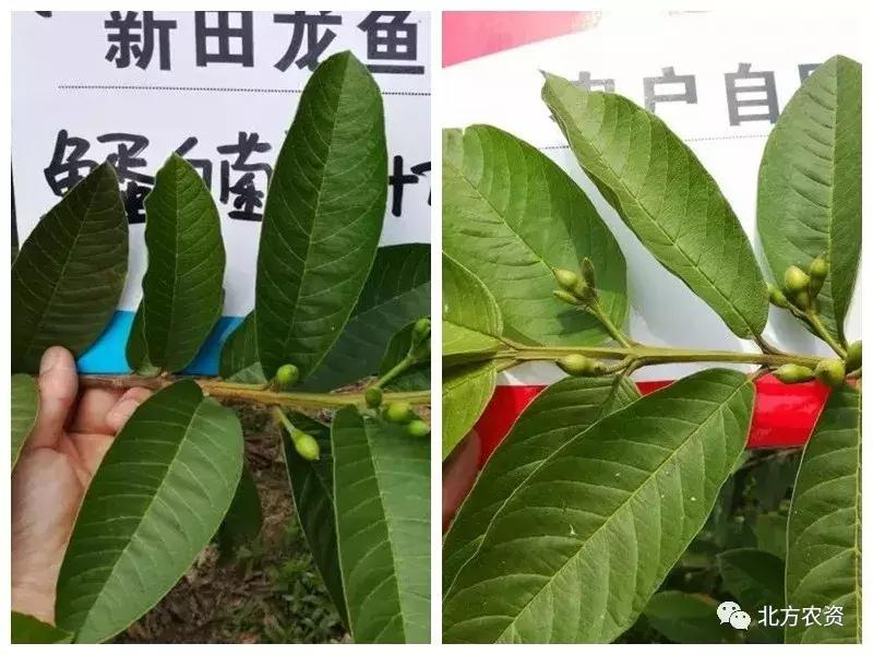 种植番石榴一亩挣多少钱,种植10亩番石榴大概成本要多少钱