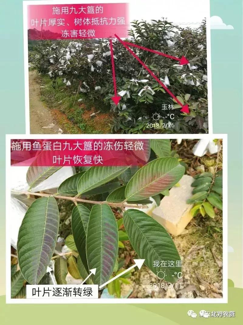 种植番石榴能赚到钱吗,种植番石榴一亩挣多少钱
