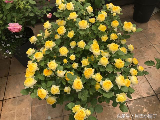 刚买来月季盲枝特别多怎么办,月季盲枝的原因及解决方法