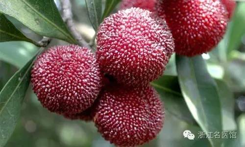 一颗杨梅就有六条蛆,一棵杨梅多年不结果是什么原因