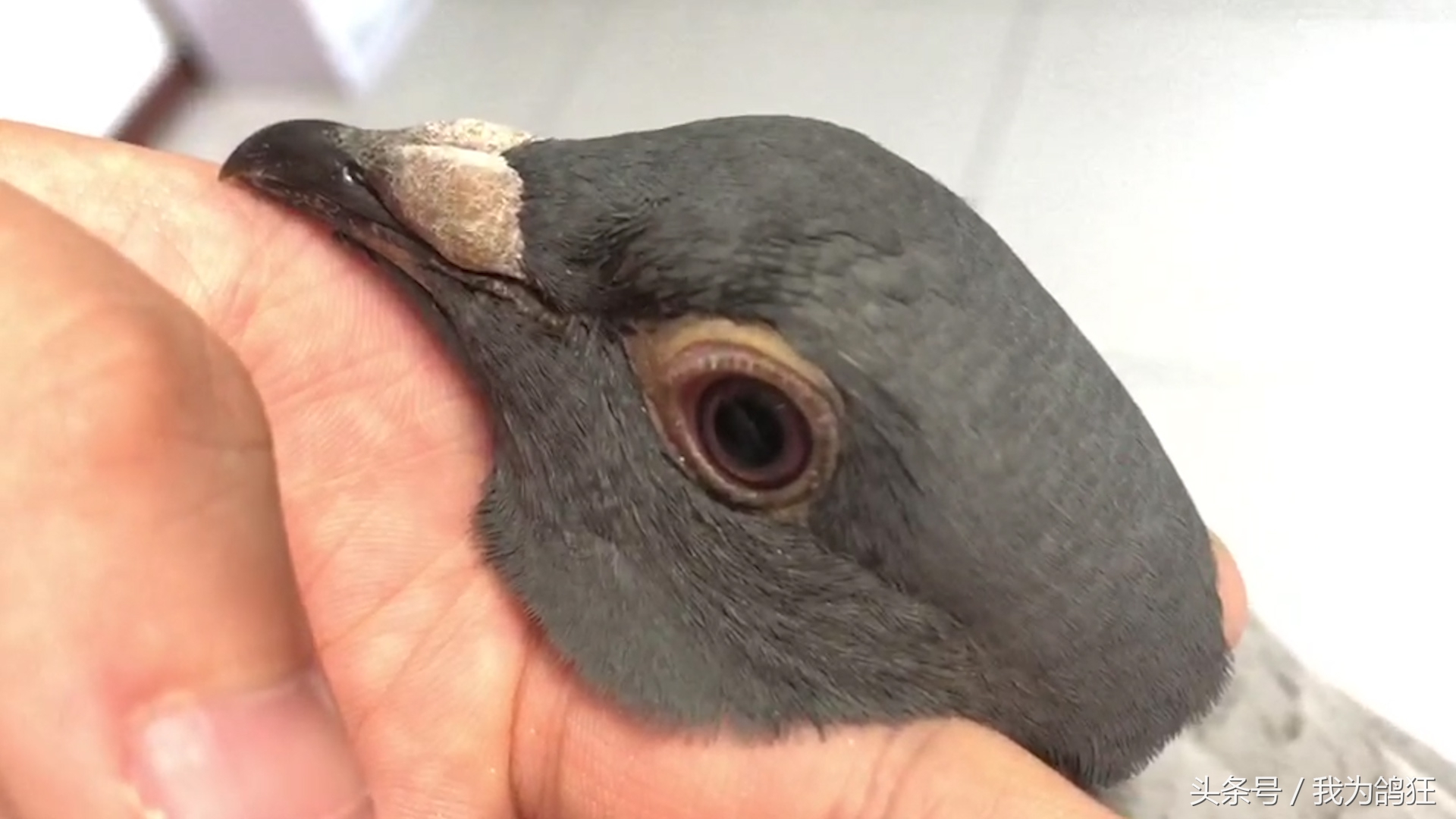 赛鸽医院专家三天治愈病幼鸽赛手重上赛场祝它赛场摘金夺银