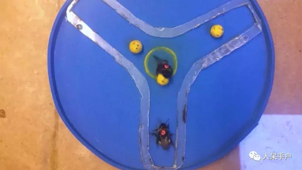 虫虫也能学会“踢球”，这难道是要参加世界杯的节奏？