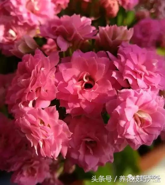 蟹爪兰长得好好的就断了怎么回事,蟹爪兰花谢了怎么处理才能复花