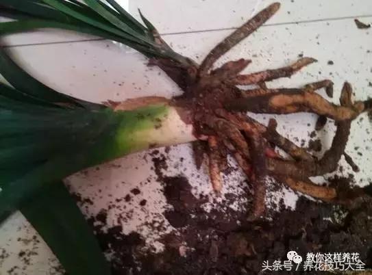 蟹爪兰长得好好的就断了怎么回事,蟹爪兰花谢了怎么处理才能复花