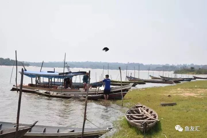 特隆贝塔如何饲养,特隆贝塔半皇与红彩区别