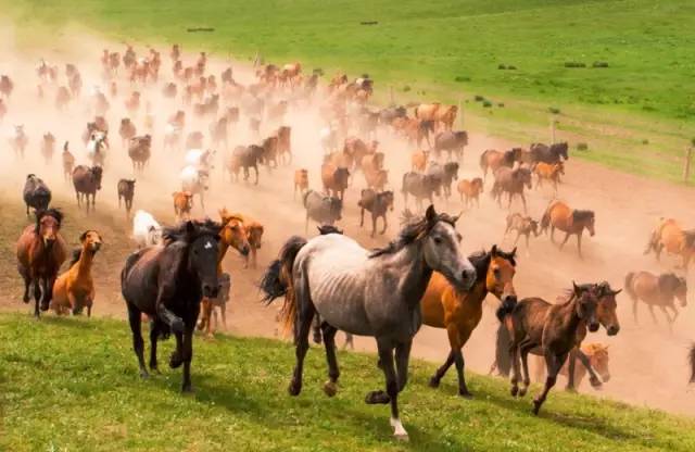 甘肃张掖军马场旅游 (张掖最好的军马场)