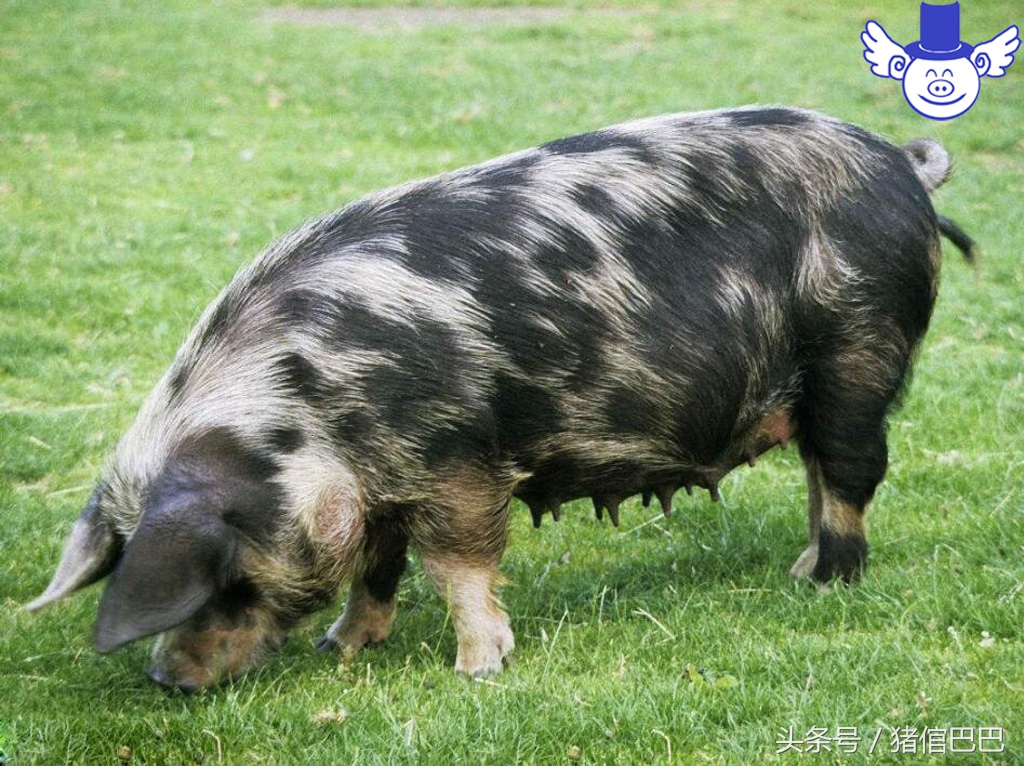 母猪产崽需要注意什么,如何使母猪产崽快