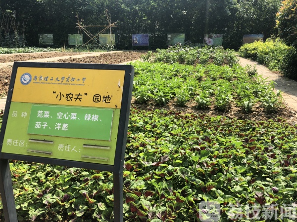 水果生态采摘园南京,水果采摘园基地南京