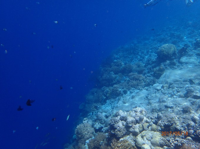 帕劳海底之旅,帕劳的海底