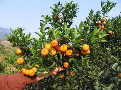 如果肇庆的美食及美景来一场足球赛，胜出的将会是……