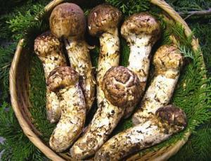 开伞的松茸菌,松茸菇会产生孢子菌吗