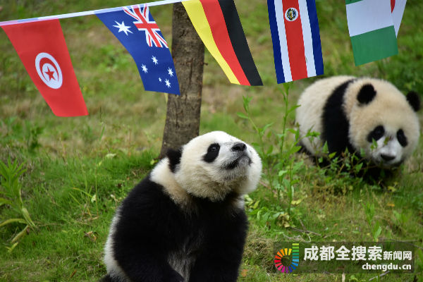 大熊猫第一场比赛,108只大熊猫亮相伦敦奥运会