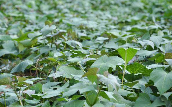 猪的优点和美德,猪的优点有哪些方面