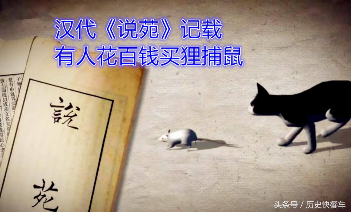 喵星人的变化史,喵星人养猫13年经验分享