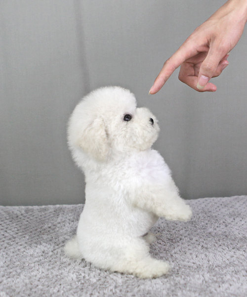 关于养泰迪狗的知识,都说养宠物的人情商高温柔体贴