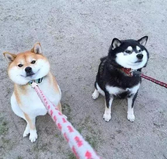 法牛跑得超快,法牛出门就趴地上不动