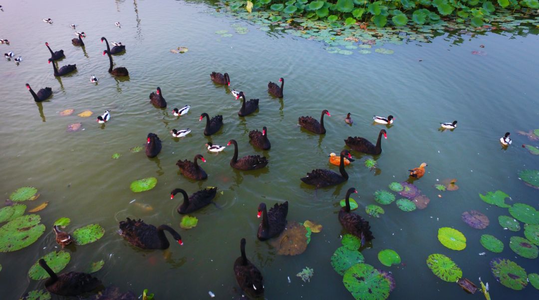 撒欢儿玩去！端午遇上父亲节，邀你乐游枣庄