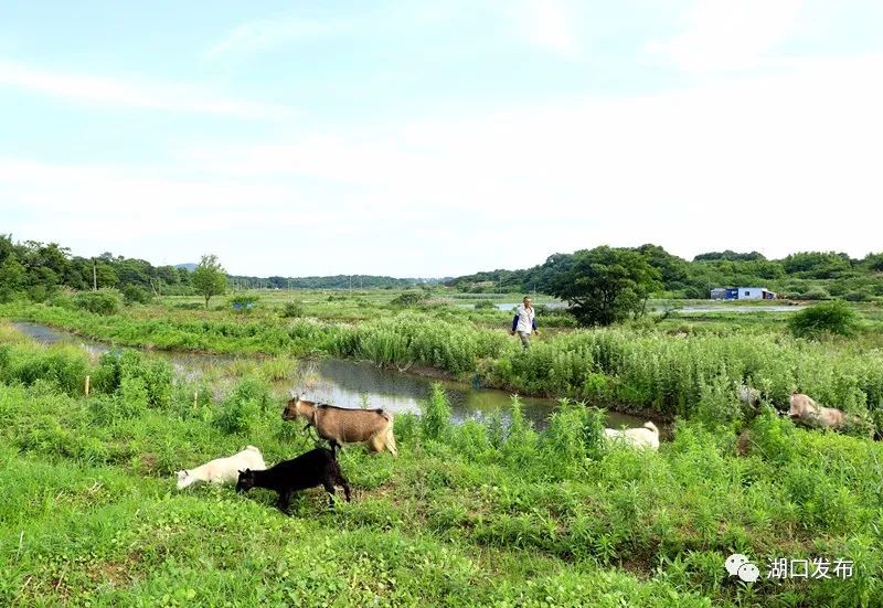 江西九江湖口龙虾养殖基地,湖口文泰村五分田龙虾养殖
