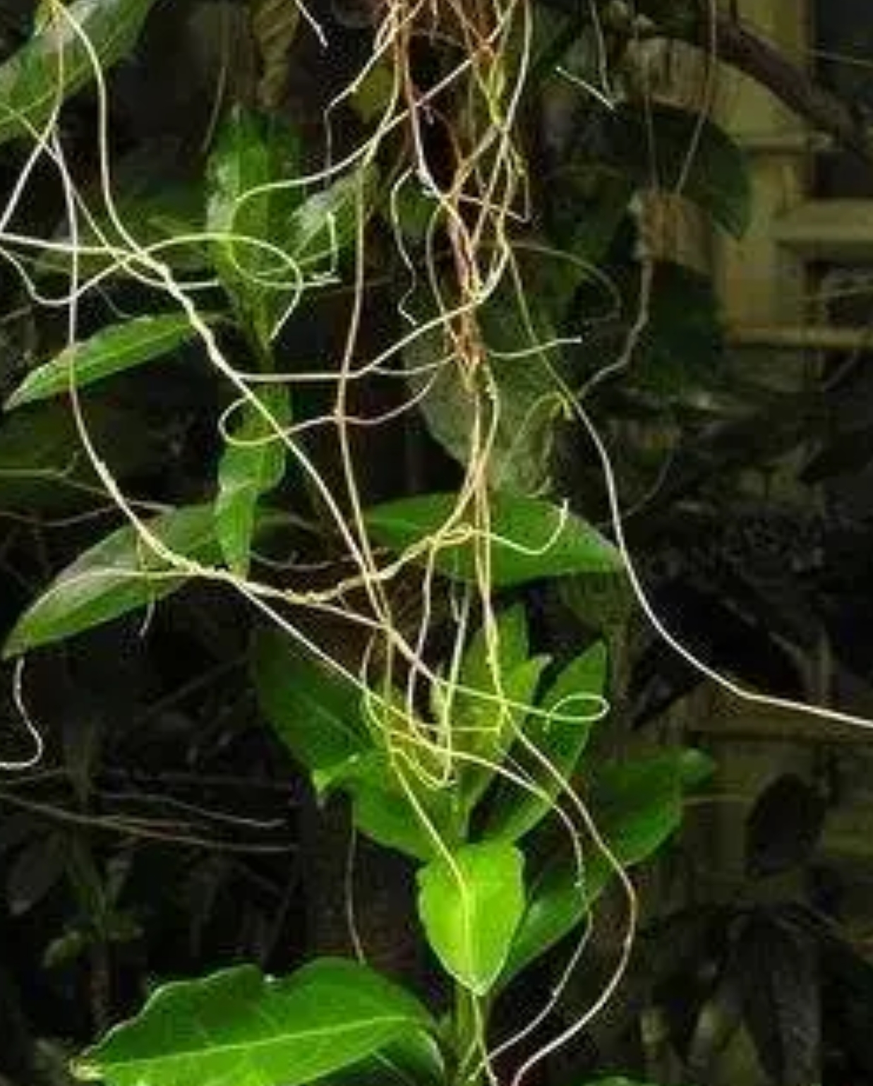 一辈子看不到的奇花异草太美了,惊艳的奇花异草