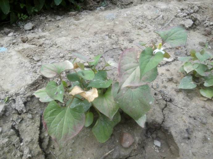 经常便秘脾虚的人，用这种草药每周煮水喝，健脾养胃改善便秘！