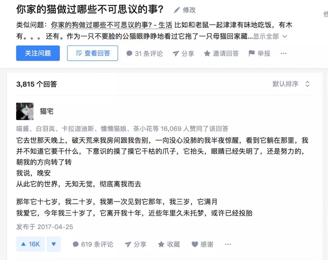 不养猫不爱狗,不养猫不养狗还可以养什么宠物