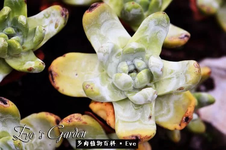 仙女杯多肉夏天大量消耗叶片,多肉植物拇指仙女杯