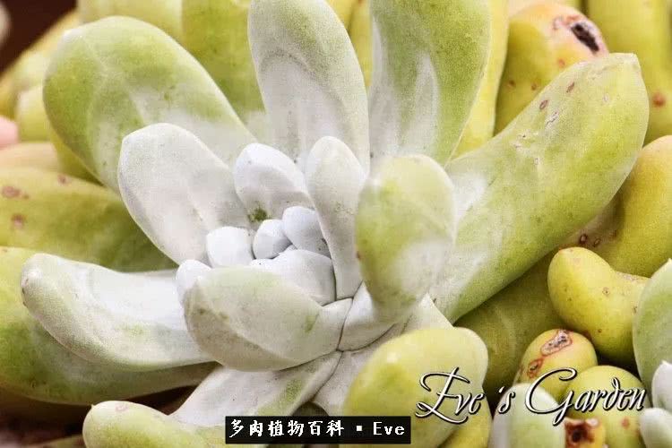 仙女杯多肉夏天大量消耗叶片,多肉植物拇指仙女杯