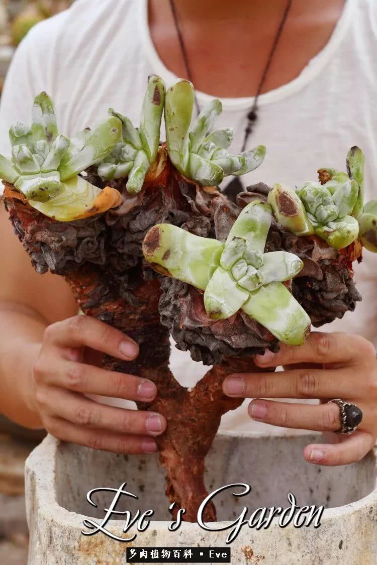 仙女杯多肉植物,拇指仙女杯也叫帕奇飞图吗