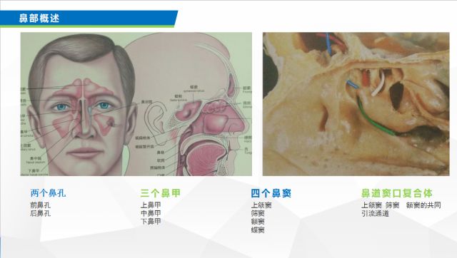健康小鼻子,小鼻腔大健康